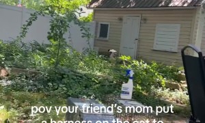 Cat Freaks Out Over Harness