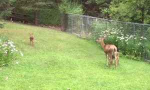 Fawn Zoomies In Oregon Backyard