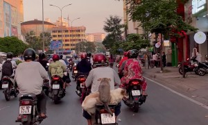 Saigon Pups Commute On Scooter