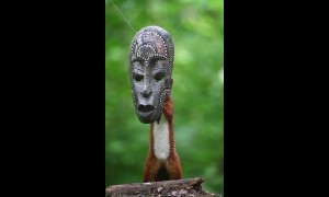 Hungry Squirrel Wears the Mask