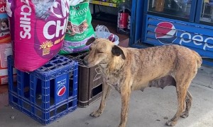 Stray Dog Sneaks a Snack