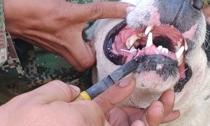 Quills Pulled From Dog's Face