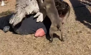 Naughty Turkey Takes Advantage