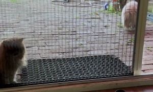 Persian Cat Confused By Open Door