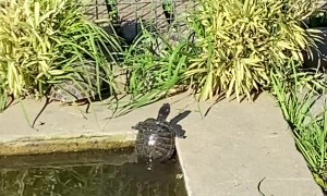 Turtle Tried His Best
