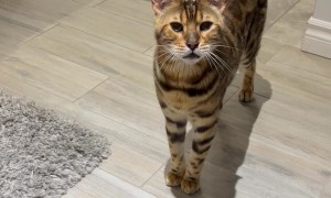 George Says It's Bedtime