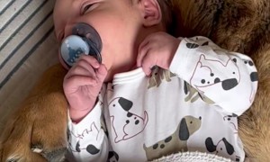 Dog and Baby Nap Together