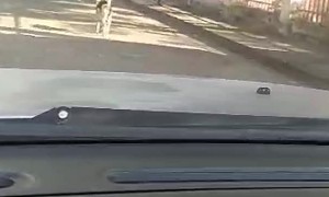 Monkey Gets a Ride from Dog Friend