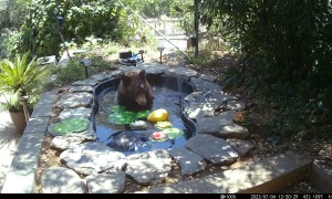 Bear Plays With Fountain In Backyard Pond