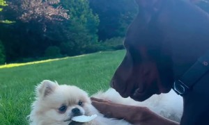 Spitz Won't Share Food With Doberman