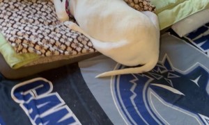 Reuniting With Deaf And Blind Dog