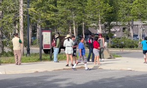 Tourists Approach Bison to Take Pictures in Yellowstone