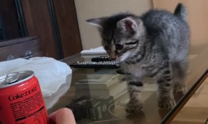 Kitten Is Not Spatially Aware