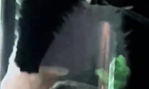 Hungry-Eyed Cat Watches Fish