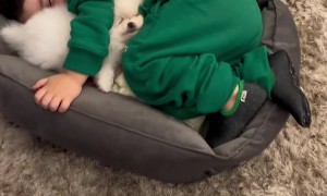 Kiddo and Dog Duo in Dreamland