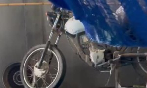 Dog Gets Tangled Up In Hammock