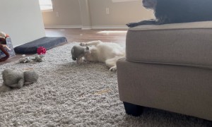Pup Plays With Favorite Penguin Toy