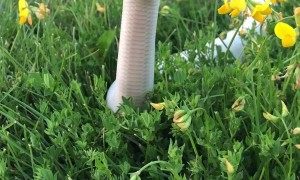 Everyone Likes to Stop and Smell the Flowers