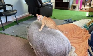 Kitten Riding A Pig