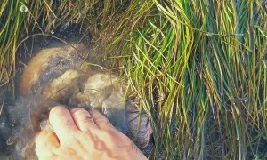 Sea Snails Extracted From Sand