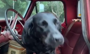 Farm dog hilariously moos like a cow