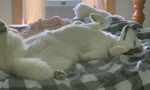 Onna Sleeping In Bliss