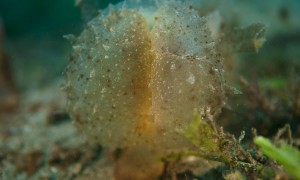 Sea Slug Opens Its Mouth Up Wide
