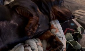 Her Complaints Sound Like Her Flatulence