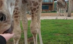 Hand Feeding A Giraffe