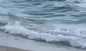 Shark Chases Stingray On Shoreline