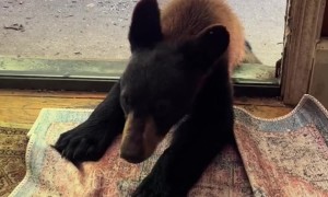 Itchy Bear Cub Claims The Rug