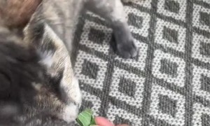 Cat Lady Discovers Wild Catnip