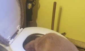 Golden Puppy Dog Paddling In Toilet Bowl