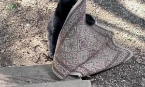 Bear Cubs Argue Over Stolen Rug