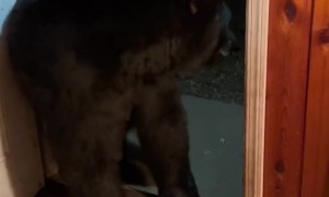 Mr. Doorman Scratches Before Closing Door