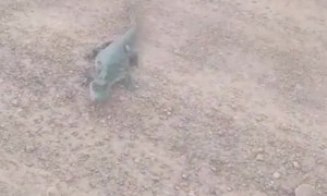 Man Trips Trying To Save Alligator