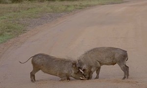 Warthog Sparring Contest