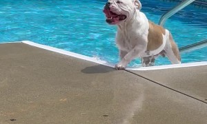 Plastic Toy Thwarts Poolside Corgi