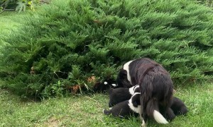 Bush Contains Many Border Collie Puppies
