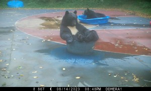 Tuxedoed Black Bears Cool Off On Basketball Court