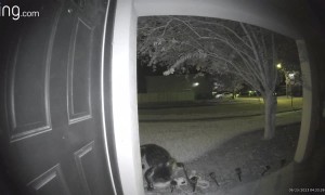 Early Morning Gator Visit