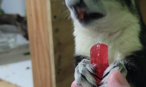 Smokey the Candy Bandit