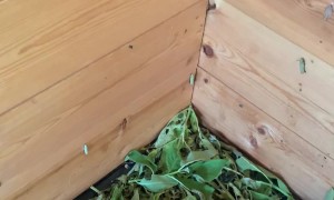 The Chrysalis Corner