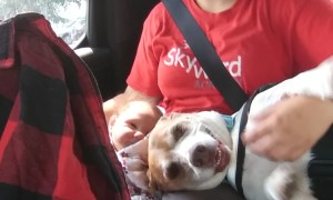 Dog Misses Her Momma