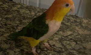 Yoshi the Parrot Hops