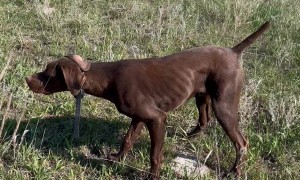 Pointer Doing Pointer Things