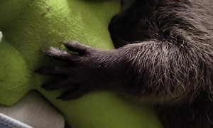 Rescued Raccoon Loves Her Toy