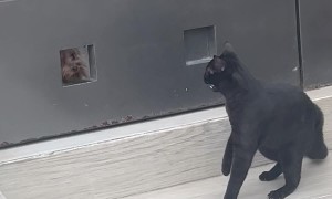 Cat Puts Intruding Dog in Its Place