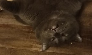 Big Kitty Sleeps With One Eye Open