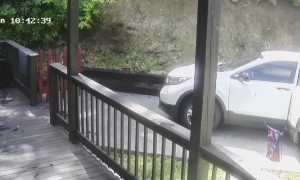 Hungry Bear Opens Car Door for Snacks